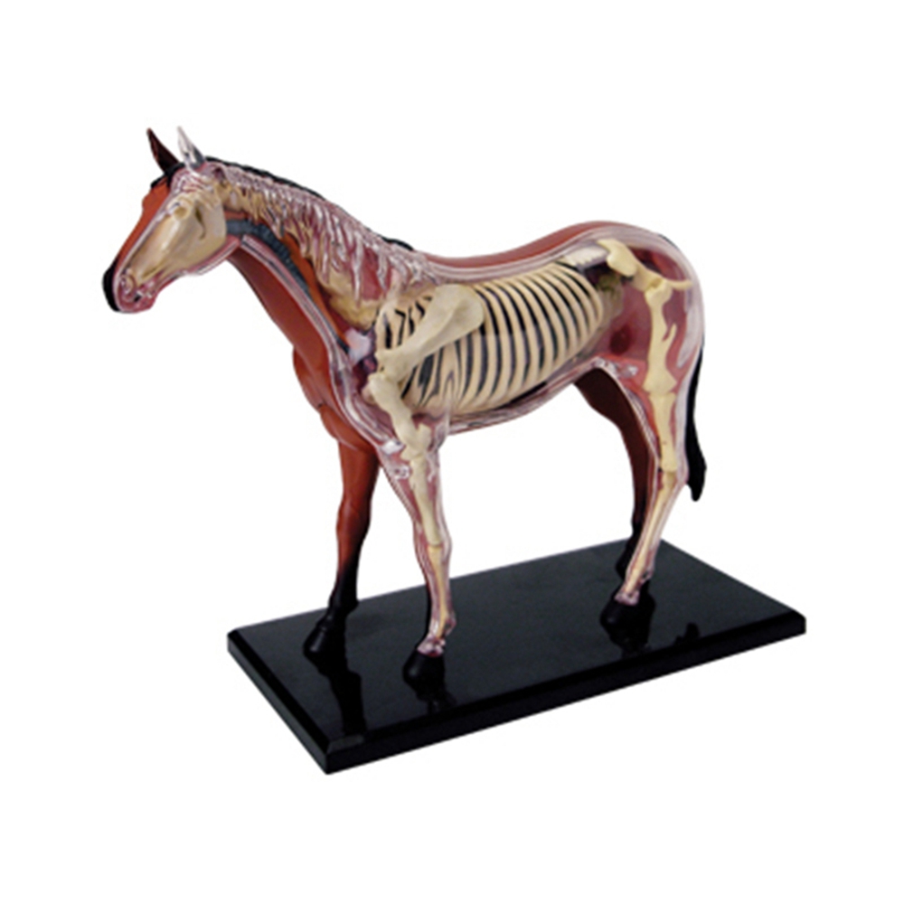 Modello di anatomia dell'organ - Science Toys recensione e prezzo